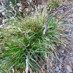 Sesleria caerulea Blad