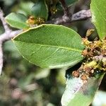 Rhamnus alaternus Leaf