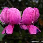 Lathyrus vestitus Flower