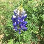 Lupinus texensis Кветка