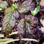 Actaea simplex Feuille