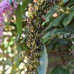 Buddleja japonica Fruit