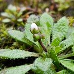 Draba verna Flors