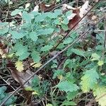 Teucrium chamaedrys Leaf