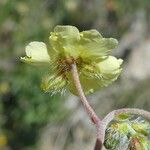 Helianthemum oelandicum Fleur