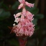 Dracophyllum alticola Цветок