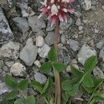 Trifolium thalii Habit