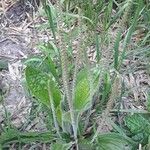 Plantago australis Natur