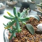 Sedum allantoides পাতা