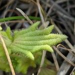 Parentucellia latifolia Feuille