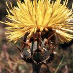 Centaurea acaulis Blüte