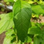 Oenothera fruticosa Leaf