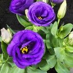 Eustoma exaltatum Flor