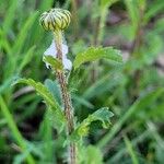 Leucanthemum ircutianum Кора