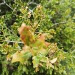 Quercus coccifera Leaf