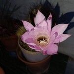Echinopsis oxygona Fleur