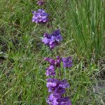 Penstemon secundiflorus অভ্যাস