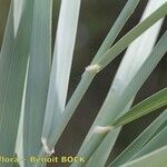 Arundo plinii Feuille