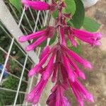 Salvia involucrata Flor