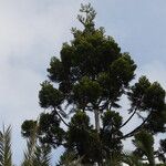 Araucaria cunninghamii Folha
