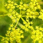 Smyrnium perfoliatum Flower