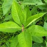 Triosteum perfoliatum Leaf