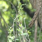 Secamone alpini Leaf
