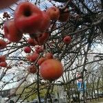 Malus baccata Frucht