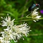 Luzula nivea Flower