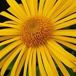 Doronicum orientale Fula