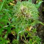 Collomia grandiflora Ffrwyth