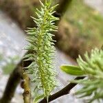 Salix laggeri Fruit