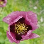 Papaver somniferumFlower