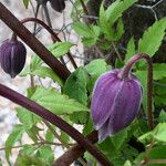 Clematis alpina Övriga