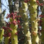 Euphorbia caducifolia Hoja