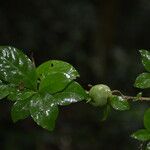 Randia calycosa Φρούτο