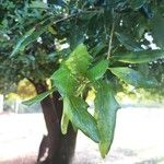 Quercus fusiformis Hoja