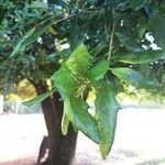 Quercus fusiformis Leaf