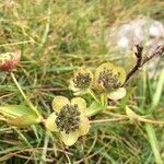 Bupleurum angulosum Flower