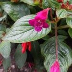 Gloxinia gymnostoma ফুল