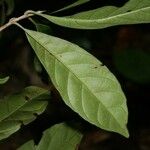 Siparuna decipiens Yaprak