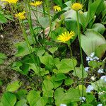Doronicum orientale Libunga