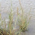 Spartina maritima Habit