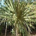 Sabal minor Leaf