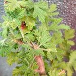 Pelargonium citronellum Blad