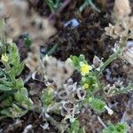 Linaria arenaria Fleur