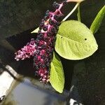 Phytolacca acinosa Owoc