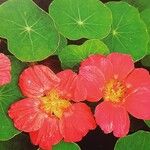 Tropaeolum majus Blomst