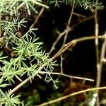 Asparagus umbellatus Leaf