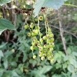 Ribes petraeum Φρούτο